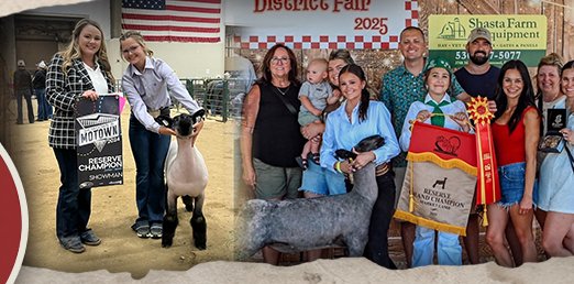 Boyd Farms Club Lambs