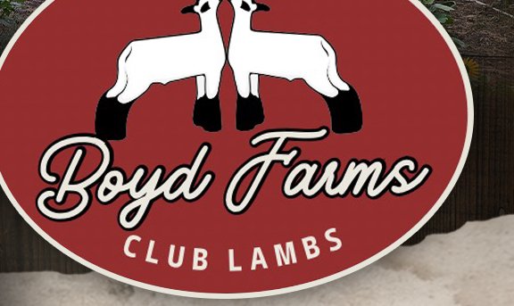Boyd Farms Club LambsW