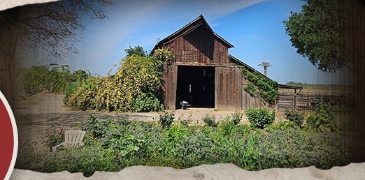 Boyd Farms Club Lambs