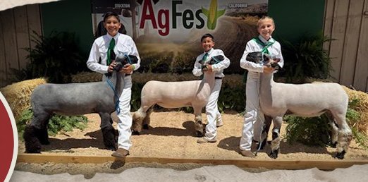 Boyd Farms Club Lambs