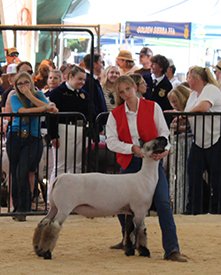 Class Winner
El Dorado County Fair