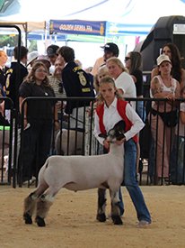 Class Winner
El Dorado County Fair